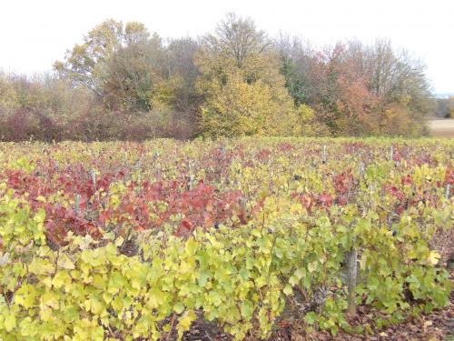 Les Vignes Blanches